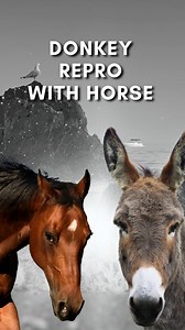 53K views · 238 reactions |  How Horses and Donkeys Produce Mules 𢡊...