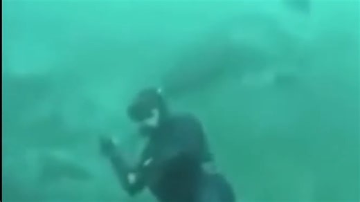 Real shark attack footage