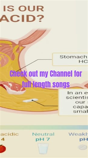 Body Organs Functions song (Stomach)#studymusic #biology #sciencerap #ngss