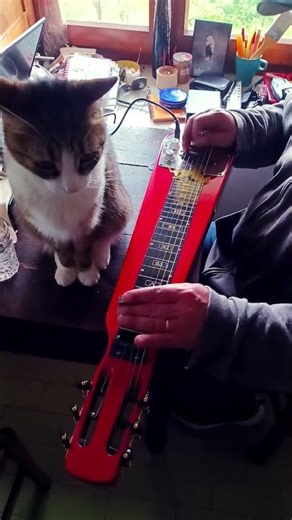Sounds Of The Day - Lap Steel - Burn feat. Tempesta the Blues Cat#eugeniomirti #lapsteel #burn