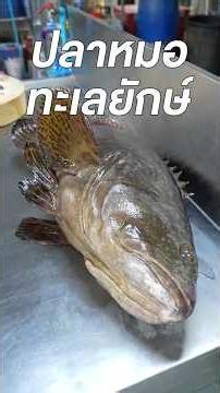 โอ้โหตัวเบ้อเร่อ! ปลาหมอทะเลยักษ์ 30 โล! เต๋าเต้ย-กุดสลัด-ปูจัมโบ้! สดกว่านี้ต้องไปกินในเรือแล้ว