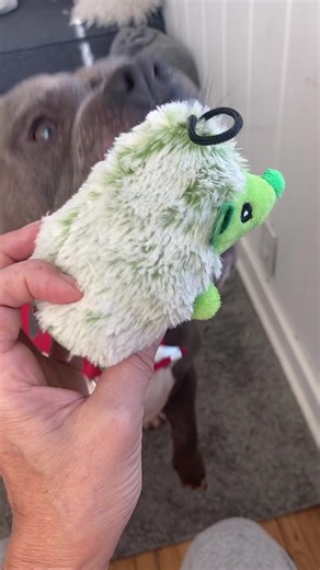 Adorable Green Hedgehog Toy for Dogs