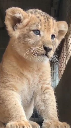 baby simba roaring 🐅