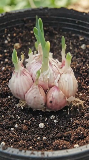 Garlic Garden Blooming by #sousafamilygarden ‪@sousafamilygarden‬