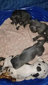 #bluegreatdane #akcregistered #greatdane #badass #puppy #akc | AKC Great Dane Puppies Big Blue Beasties