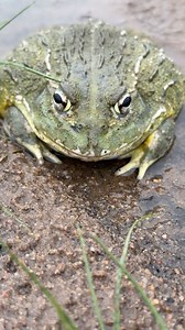 Let me show you this ferocious predator - he only emerges after the rain - WOW, the African Bullfrog is so cool! 😎🐸 | Reilly Travers