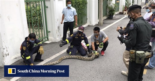 Python grabs Thai woman in her kitchen, squeezes her for 2 hours before she can be freed