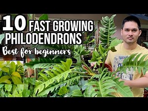 TOP 10 FAST GROWING PHILODENDRONS FOR BEGINNERS | EASY TO CARE PHILODENDRONS | PHILODENDRONS