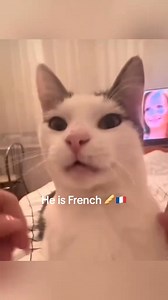 1.8M views · 10K reactions | #cat #funny #catsoftiktok #fyp #foryou #funnycat #tiktok | Funny.cat.editor | Facebook
