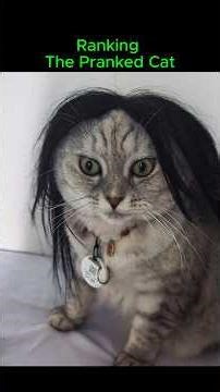 Pranked cat is so funny #cats #prank #catvideos #catshort #funnycat #catlovers #comedyshorts #cat