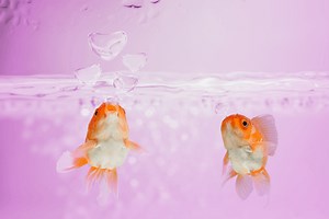 Why is my Goldfish Blowing Bubbles? (With 5 Quick Solutions) – Pet Fish Online