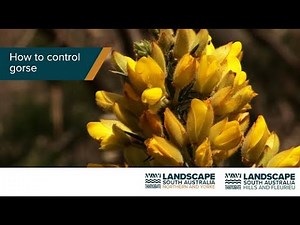 How to control gorse