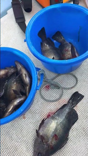 はらまる 2026 2 28 メバル釣り #fishing #メバルサビキ #メバル #タイ #タイラバ #タイラバ