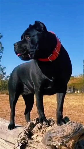 Luna 3” wide leather, sharp spiked studded dog collar. . . . . . . #petcolonyusa #canecorso #italianmastiff #luxurydogcollar #doglover #bigdogs #mastiff #guardog #reels #canecorsoitaliano #dogaccessories | Pet Colony USA | Facebook