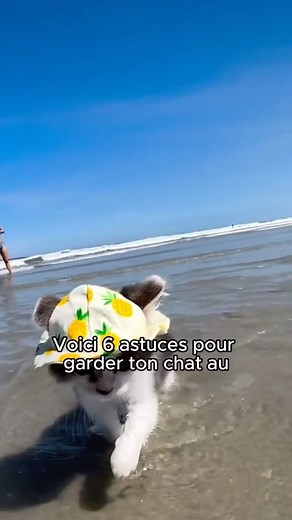 Voici 6 astuces pour garder ton chat au frais pendant la canicule ! 🌞🐱 🥤 Hydratation max : Garde son eau ultra fraîche ! Multiplie les points d’eau et change-les souvent pour assurer fraîcheur et propreté. 🌳 Refuge ombragé : Crée des petits havres de paix à l’ombre, surtout si ton chat aime l’extérieur. Il adorera se prélasser à l’abri du soleil brûlant ! 🧊 Coup de frais : Passe un linge humide sur ton chat ou propose-lui un tapis rafraîchissant. Imagine-le se détendre sur une serviette hum