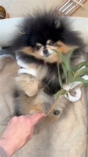 Our new routine as prescribed by Mocha’s specialist 🤭 | Mocha Pom