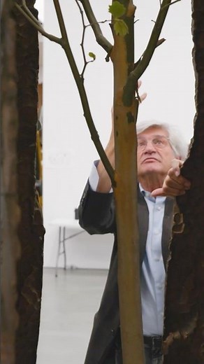 An exhibition of new bronze sculptures by Giuseppe Penone, opens on April 22, at Gagosian, New York.