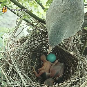 298K views · 2.9K reactions | Cuckoo baby was falling from the nest to the big baby Mother caught the cuckoo baby | Review Bird Nest | Facebook