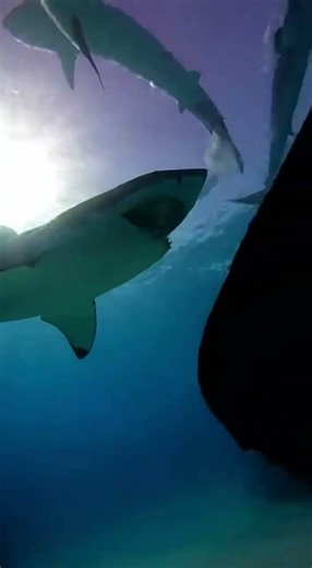 👉 This Diver Didn’t See It Coming… 😱 (POV)