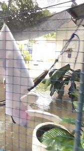 Bagyo Tino aftermath assorted videos.🥹 | Kevin Pardillo