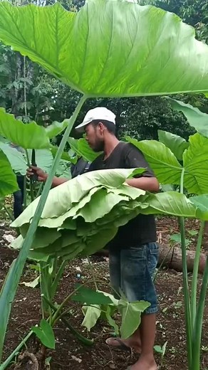 Produksi Tembakau Daun Talas di Tanjung Kulon