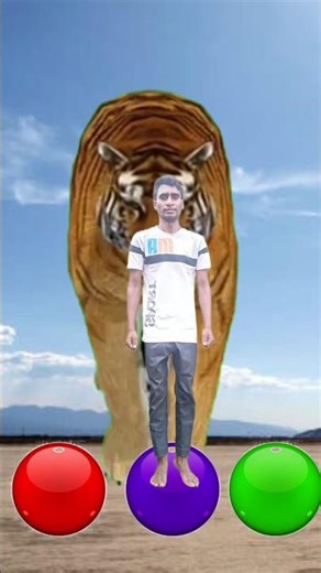 I_Jump_on_ball_to_monkey,_lion___Dancing_frog_-_Funny_vfx_magic_😀Fy = Fit