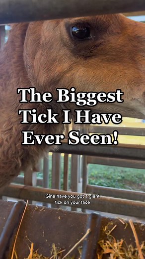 Camel Ticks: Facts, Removal, and Prevention