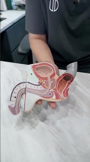 Where is the prostate gland?