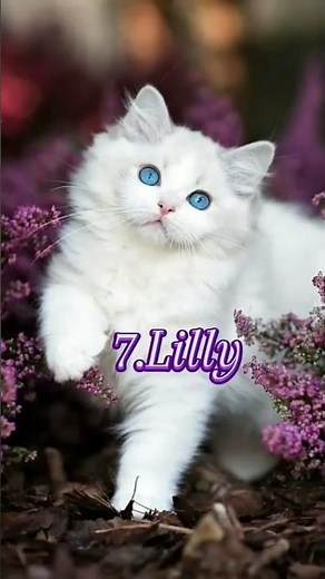 top 10 popular and cute female cat names💯❤️#cat #catvideos #public #trendingshorts #viralvideo