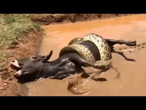 THE HUGE ANACONDA ATTACKED THE COW AND SEE WHAT HAPPENED