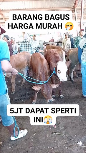 795K views · 2.6K reactions | Sapi pedet #sapi #reels | Sapi Koros | Facebook