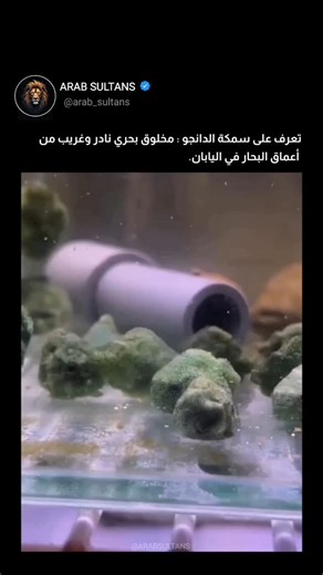 Arab sultans on Instagram‎: "تعرّف على سمكة الدانغو، المعروفة علميًا باسم Eumicrotremus awae، وهي نوع بحري فريد من نوعه موطنه المياه الساحلية اليابانية. على الرغم من صغر حجمها، الذي يبلغ متوسط ​​طولها حوالي 2.5 سم، تتميز هذه السمكة بقرص شفطها الموجود على بطنها، مما يُمكّنها من التشبث بالصخور والأعشاب البحرية بسهولة. وخلافًا لبعض التقارير التي تُصنّفها كسمكة تعيش في أعماق البحار، تعيش سمكة الدانغو في مناطق تحت المد والجزر الضحلة، يصل عمقها عادةً إلى 20 مترًا. وتتيح لها قدرتها على تغيير ألوانها ال