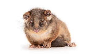 Sydney Wildlife Rescue | I think I have a possum in my roof. What can I do?