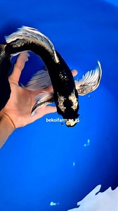 Three colors of Kabuto Butterfly koi 💛🧡🤍 What color do you like the most? #koi #koifish #butterfly #kabuto | Biya Indoka