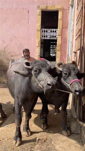 You Won’t Believe How Powerful This Buffalo Is😱#shortsfeed #buffalo #butcher #animalshorts #farming