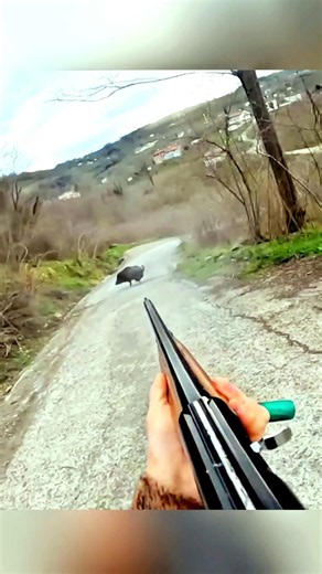 🌲 Unexpected Close Encounter with a Giant Wild Boar #WildBoar #Nature #Wildlife #Forest