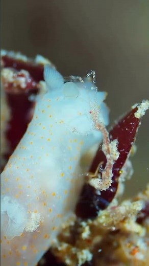 Discover the Fascinating World of Sea Slugs