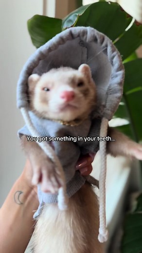 Hilarious Ferret Moments Caught on Camera