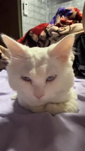 Mallows & William on Reels