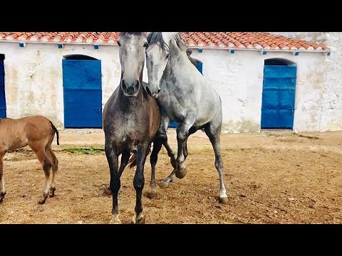 Caballo semental , yegua reproductora y la potrilla hija de ambos resultado horse mating en 2018