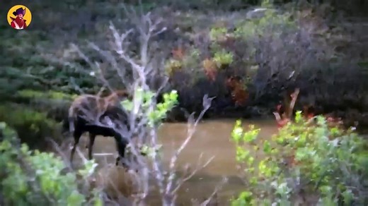 15 Horrific Moments When Predators Attacked In Packs And Tore Up Their Prey