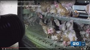 Video from cage-free chicken farm documents alleged abuses