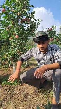 #apple HDP Without M9? Seedling Plants vs M9 Rootstock #applefarming #himachal #farming #business