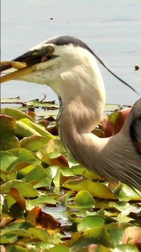 Great Blue Heron eats a frog alive at Orlando Wetlands. Poor froggy