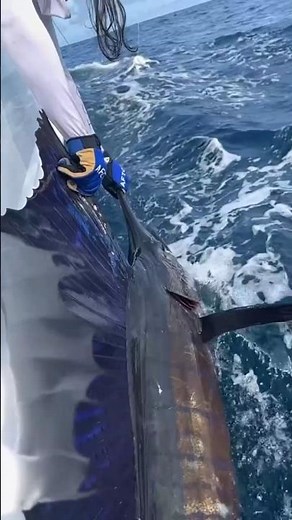 The Fastest Fish in the World Swims at 110 KM/H! 😱🐟