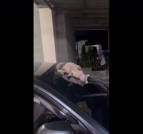 Playful pet cat slides down car windscreen