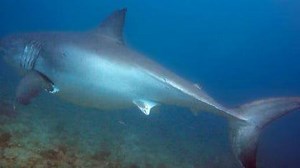20-foot great white shark seen about a mile off Palm Beach