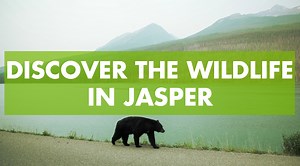 Join Lindork - Linda Hoang and experienced guide Joe Urie of Jasper Tour Company on a widlife tour through Jasper National Park. Follow along and see what they spot and learn the Indigenous names of all the animals along the way. Remember: Never approach wildlife and maintain a safe distance at all times. | Travel Alberta