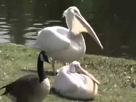 Pelican Eats Pigeon