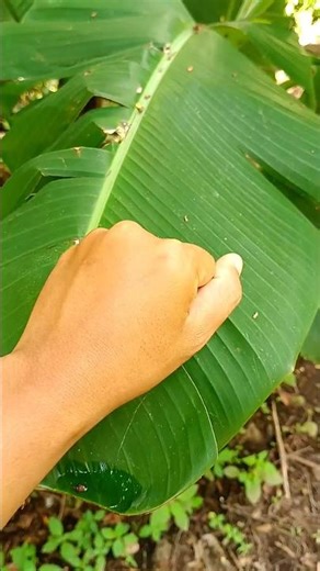 UNBELIEVABLE - I managed to find an insect that flies very fast, its name is Dragonfly #insects